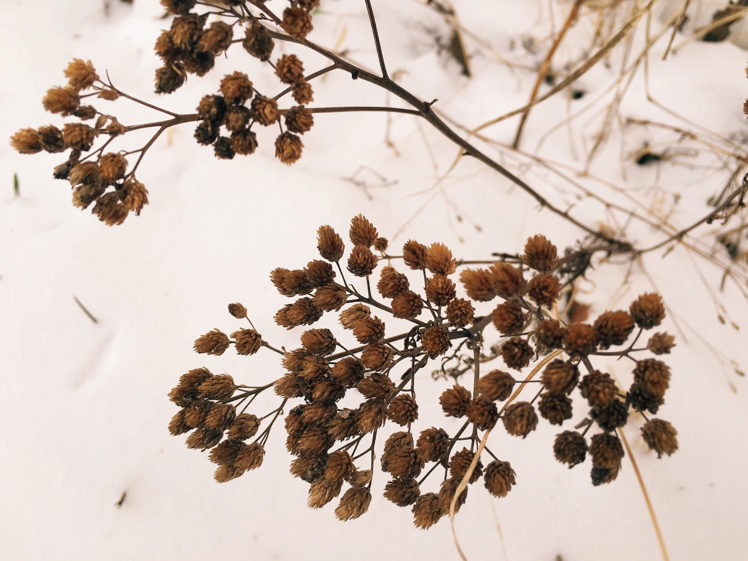 I spent very little time outdoors today. -2°! But these seemed peaceful standing in the snow.