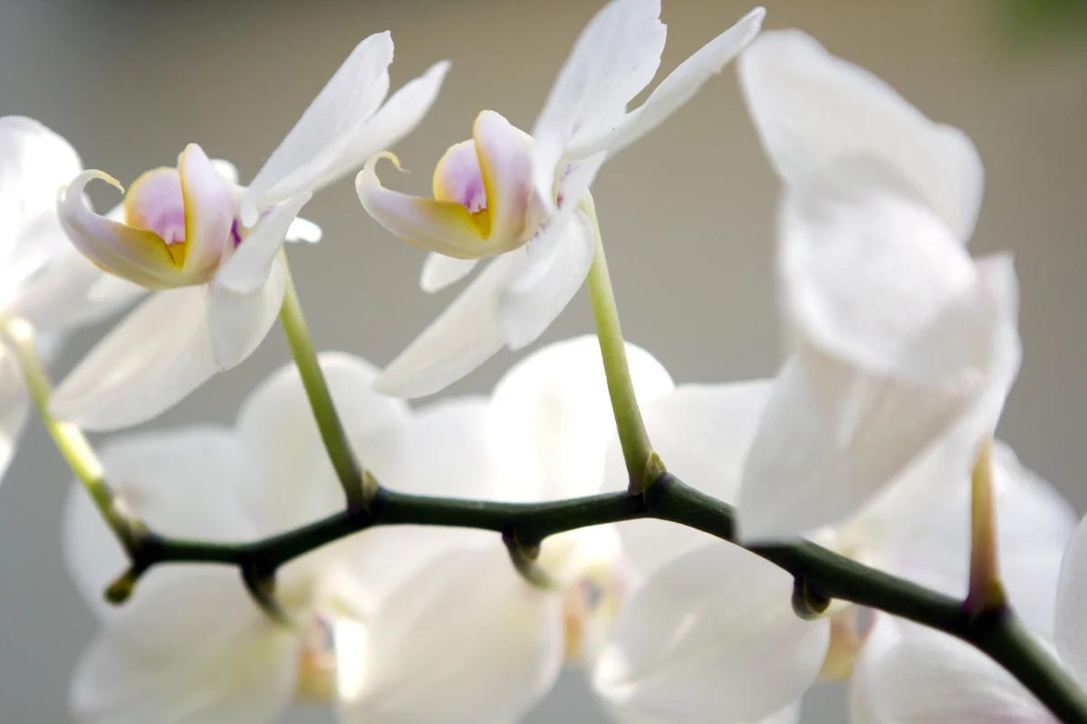 flowers020.jpg