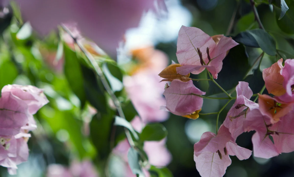 flowers011.jpg