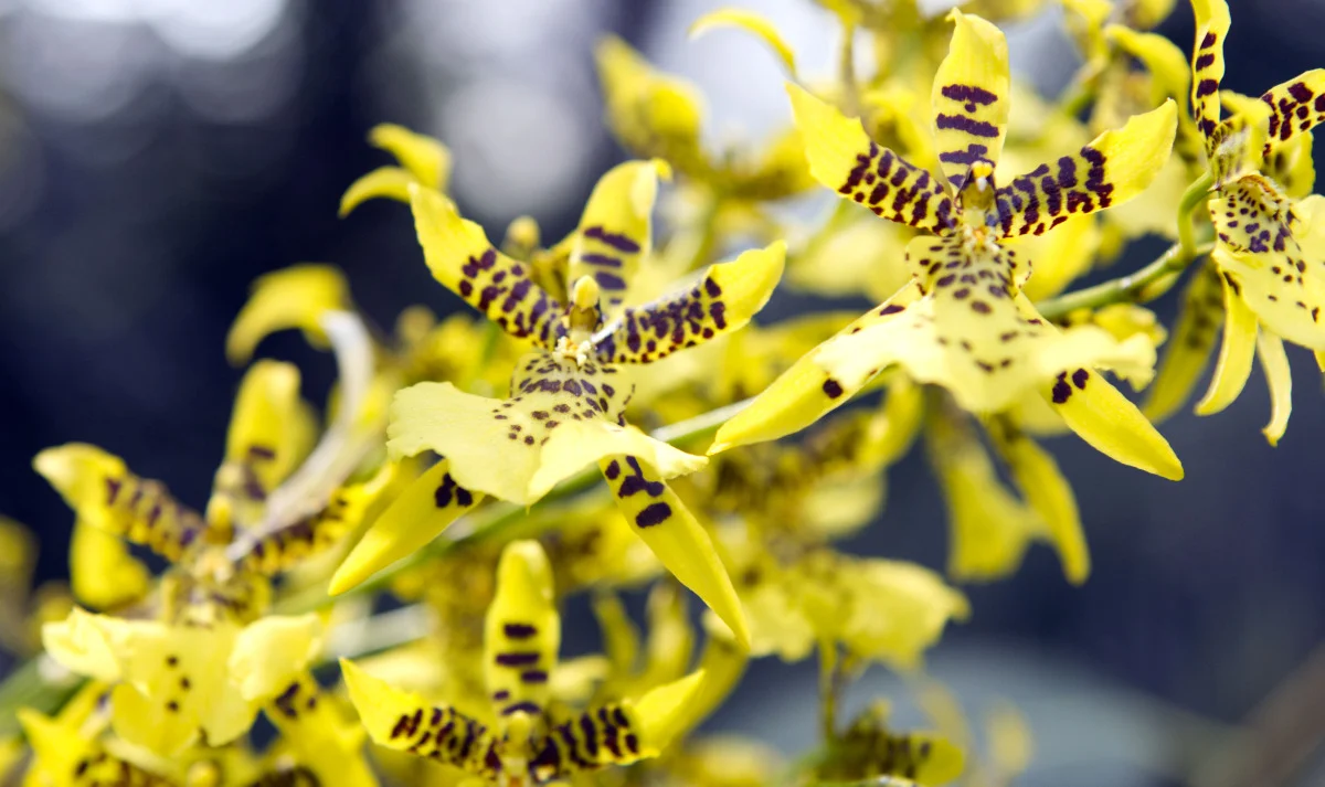 flowers015.jpg