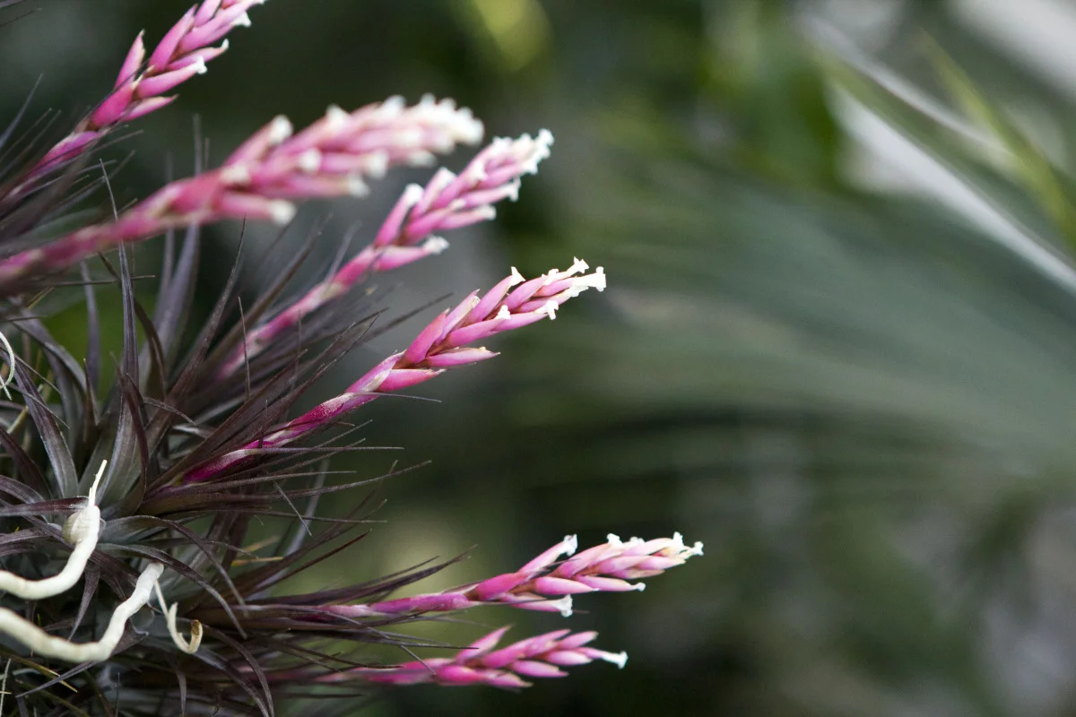 flowers012.jpg