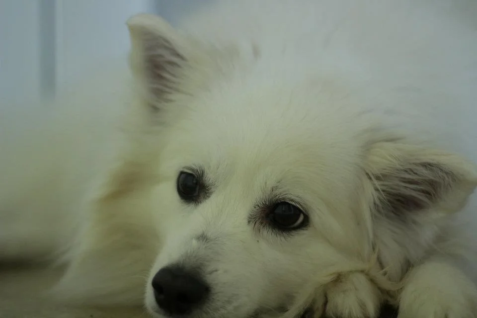 Sunni