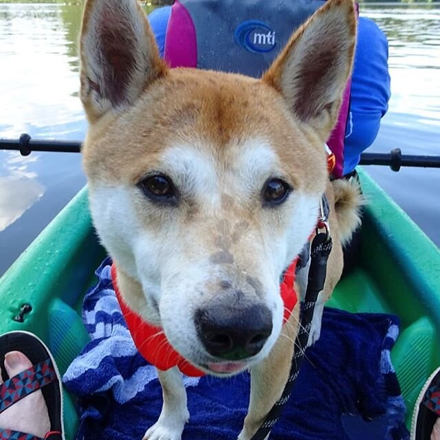 Today included delicious Brazilian meats and kayaking with this dope.
.
.
#shibainu #shiba #doggo #doge #dogsofinstagram #puppo #Tadashi