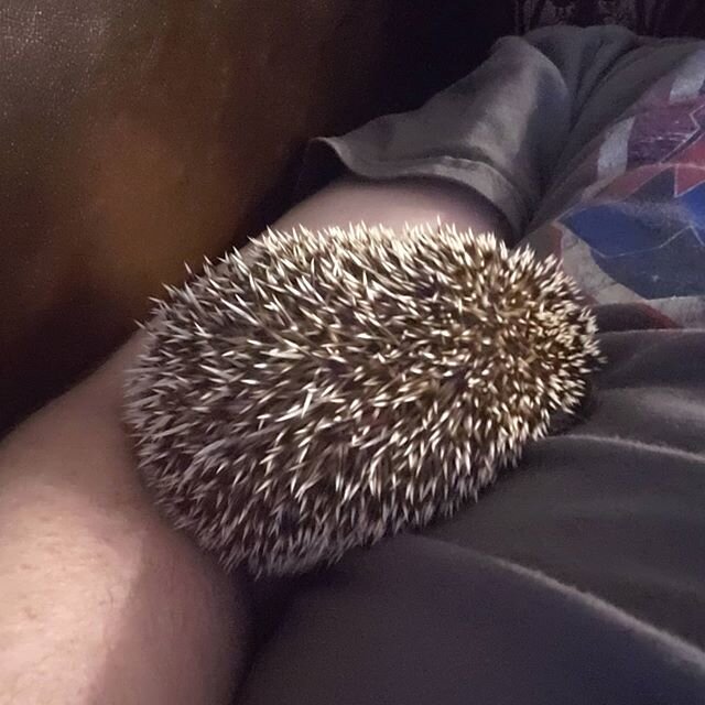 A snoozing spikyfloof.
.
.
#hedgehog #hedgehogsofinstagram #hedgie #tchalla