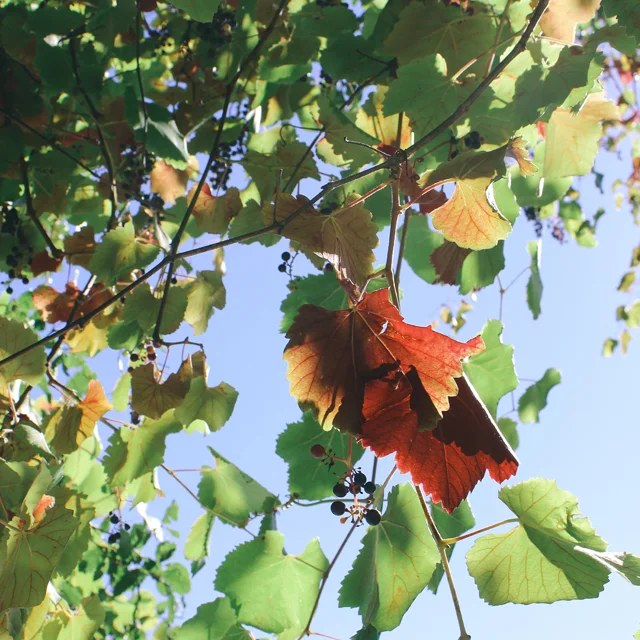 Fall is here.