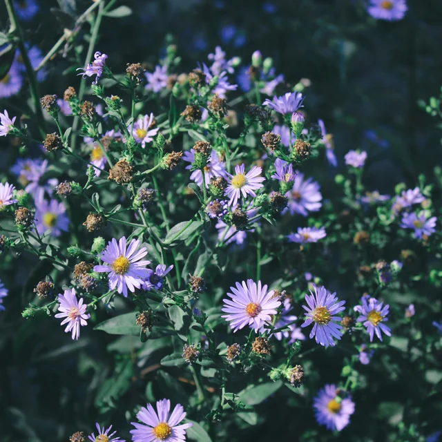 Purple Wildflowers, 3. 