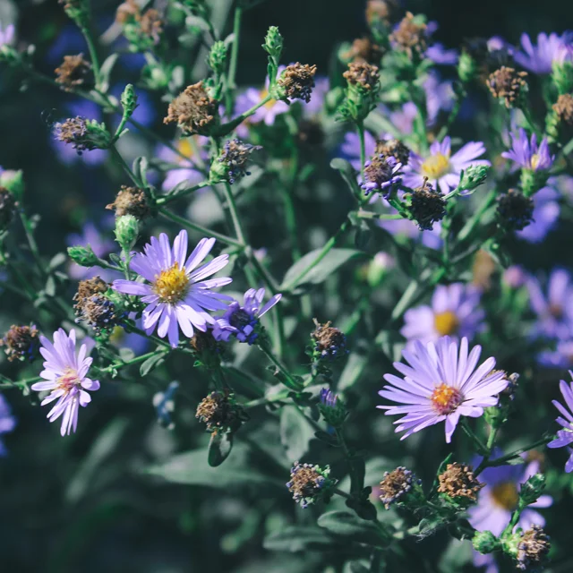Purple wildflowers, 2. 