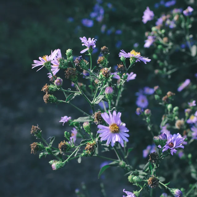 Purple wildflowers, 1.
