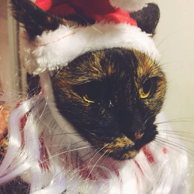 Latte became Santa Paws.