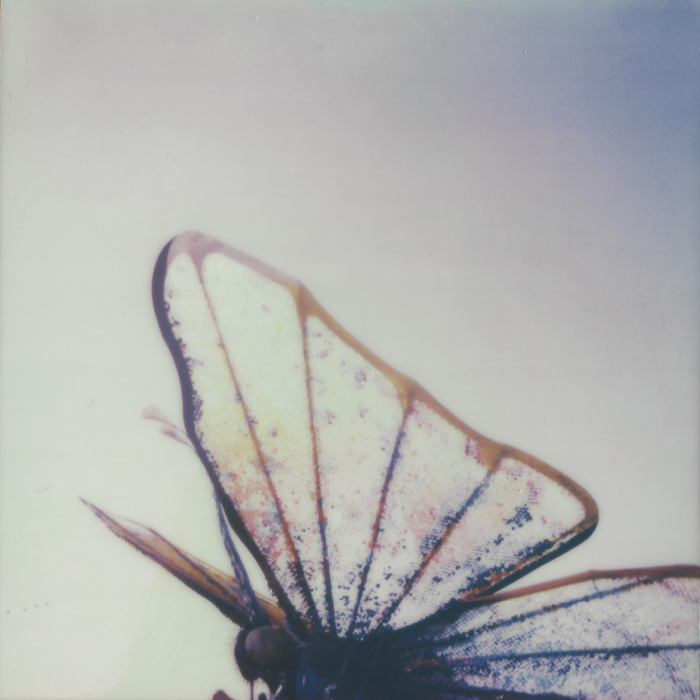 Polaroid of the butterfly