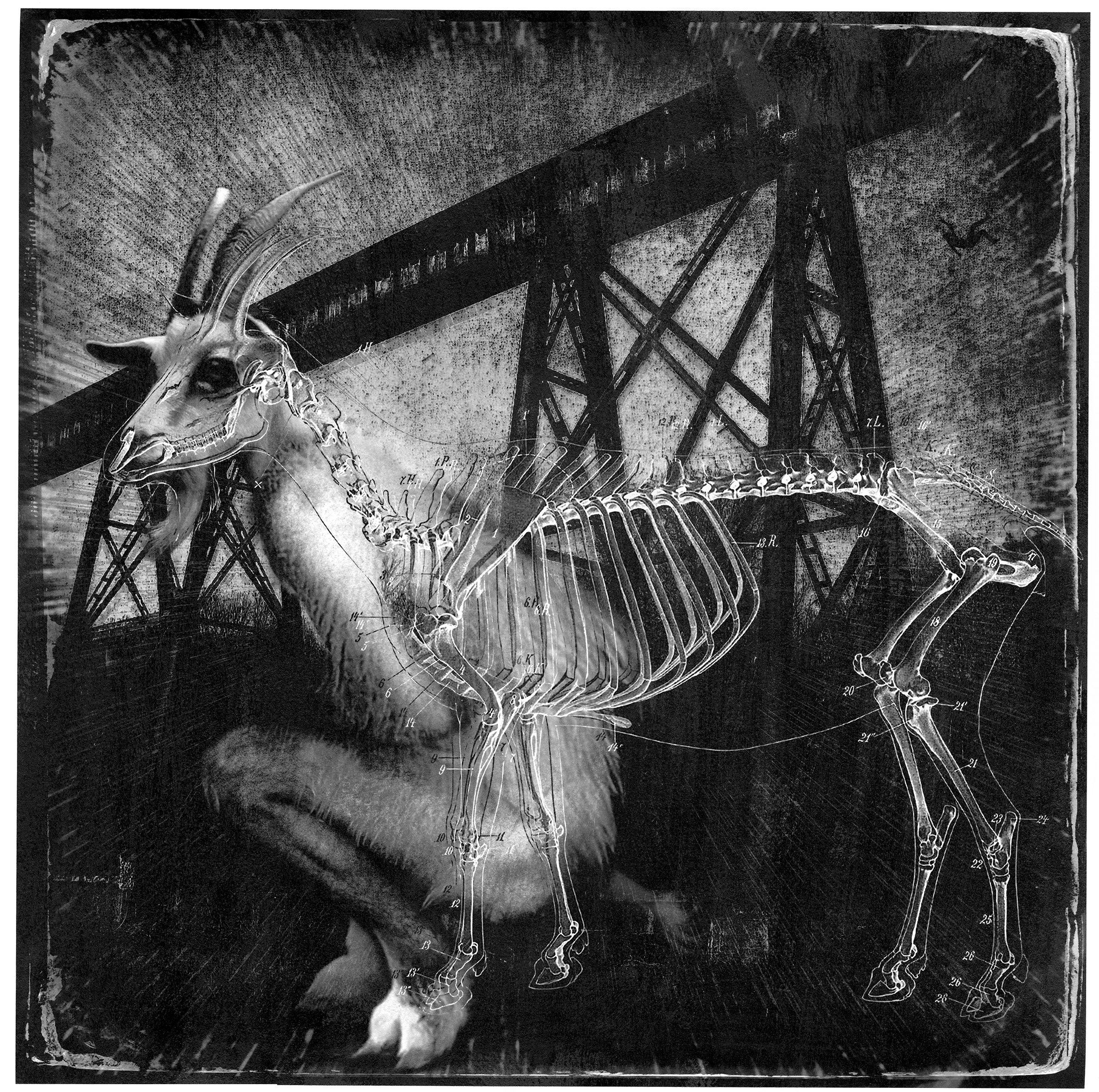The Precautionary Tale Of The Goatman, 2016