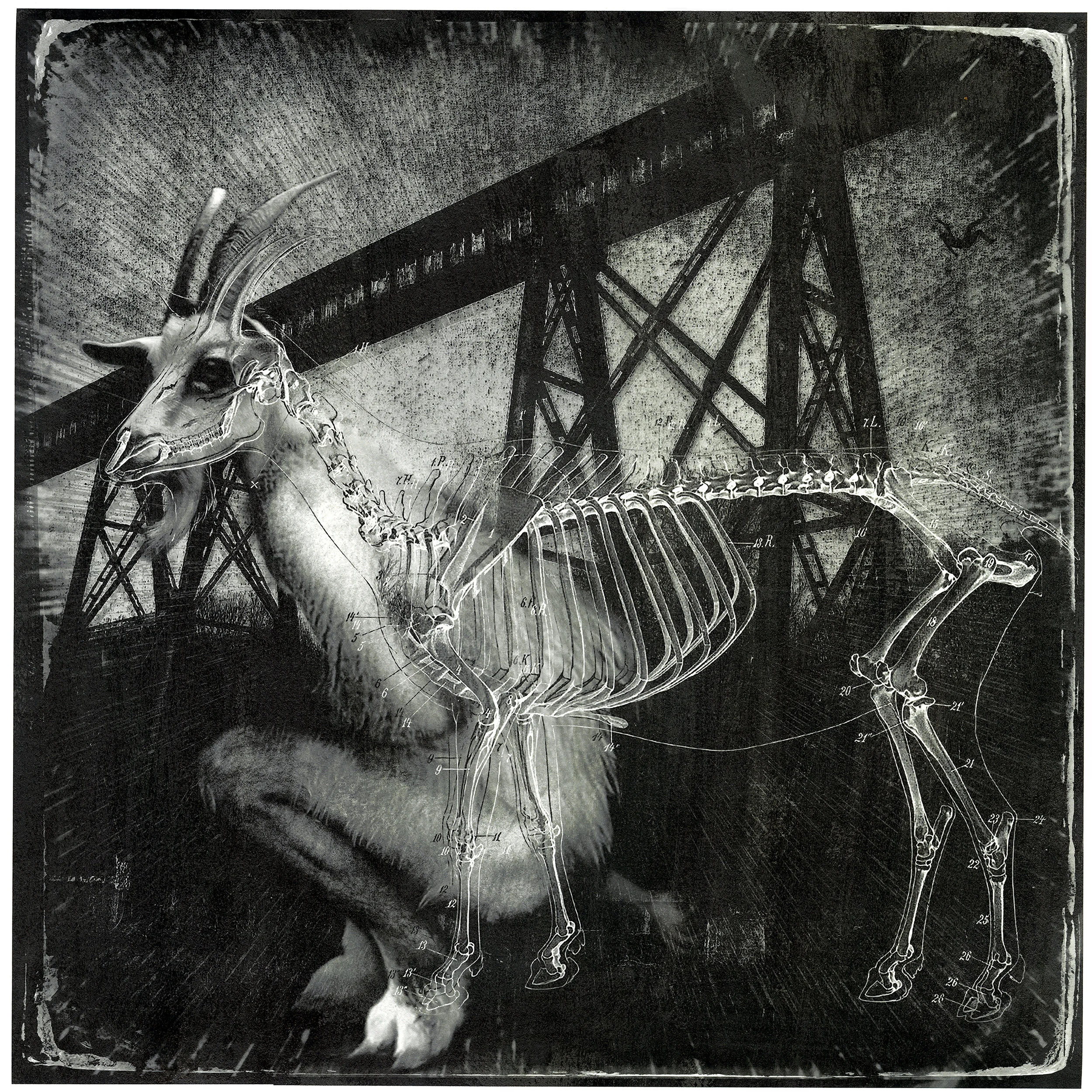 The Precautionary Tale Of The Goatman, 2016