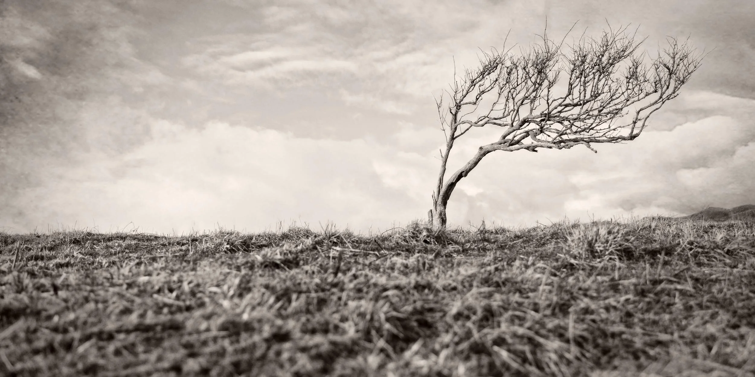 On writing The South Westerlies