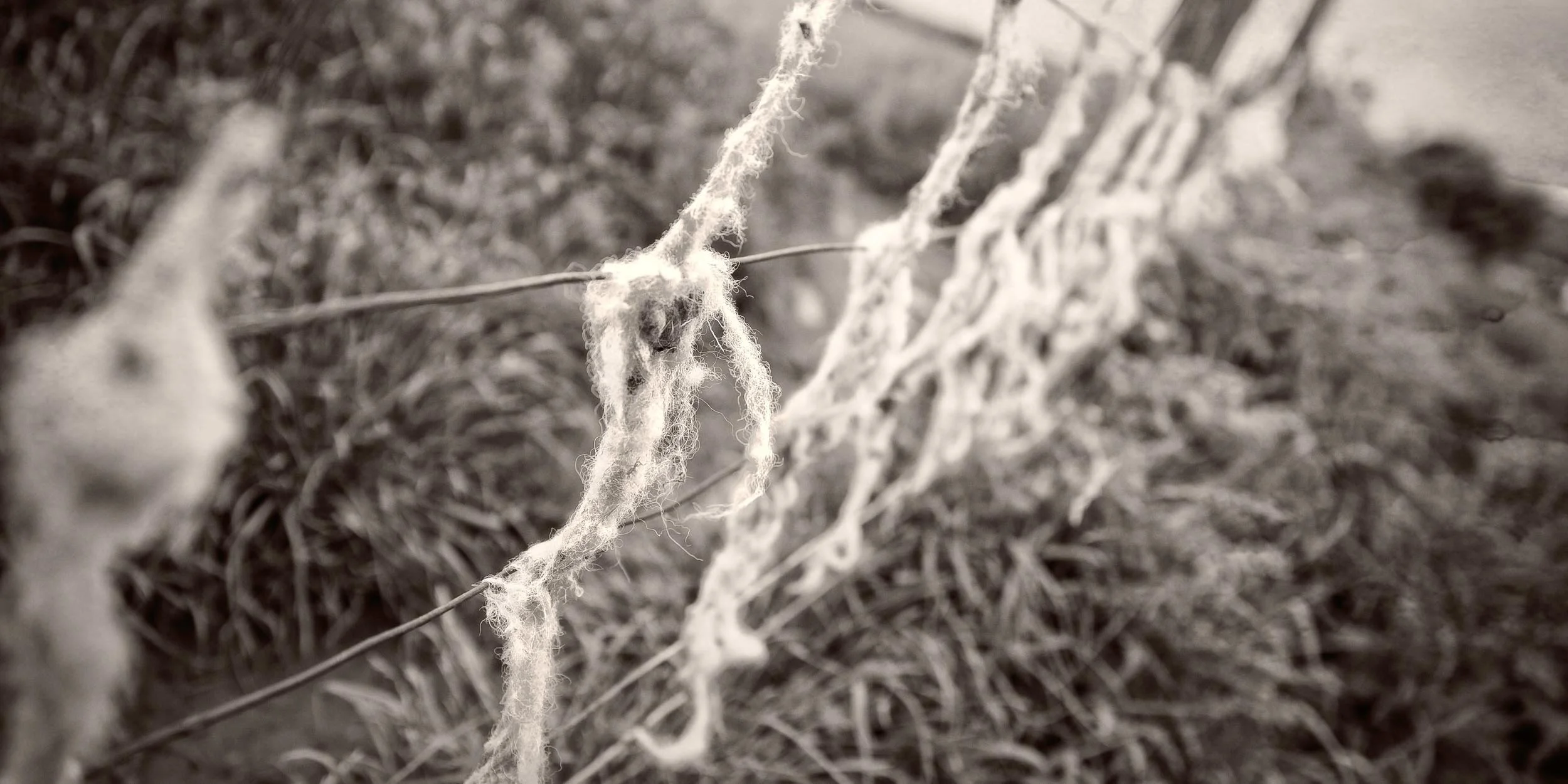 Close-up of sheep’s wool on fence