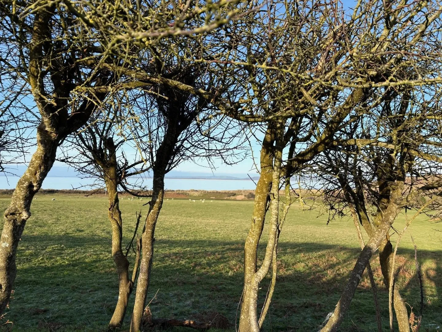 A calm end to what has been a year of what my mother would have called &lsquo;ups and downs&rsquo;. Lots of oscopies,  ectomies and itises but thanks to #nhs Philip and I have been sorted!  Grateful for my family and friends and that there were more 