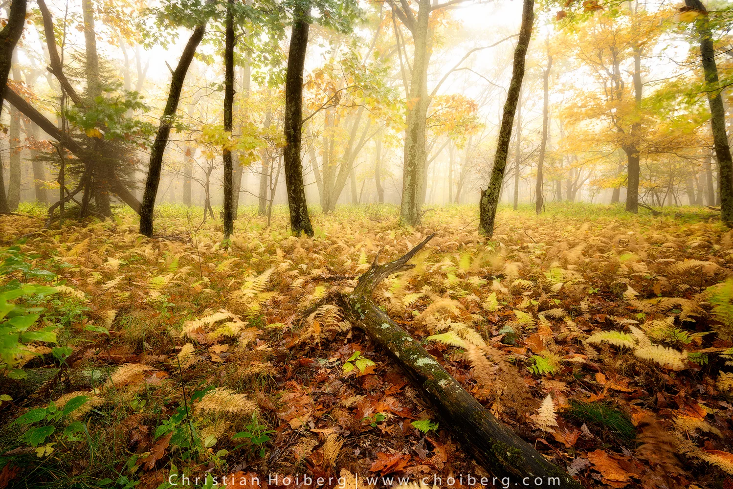 Misty Morning
