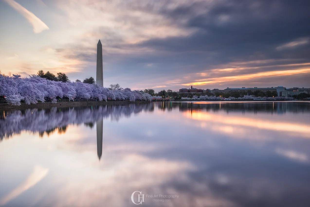Washington DC Cherry Blossom