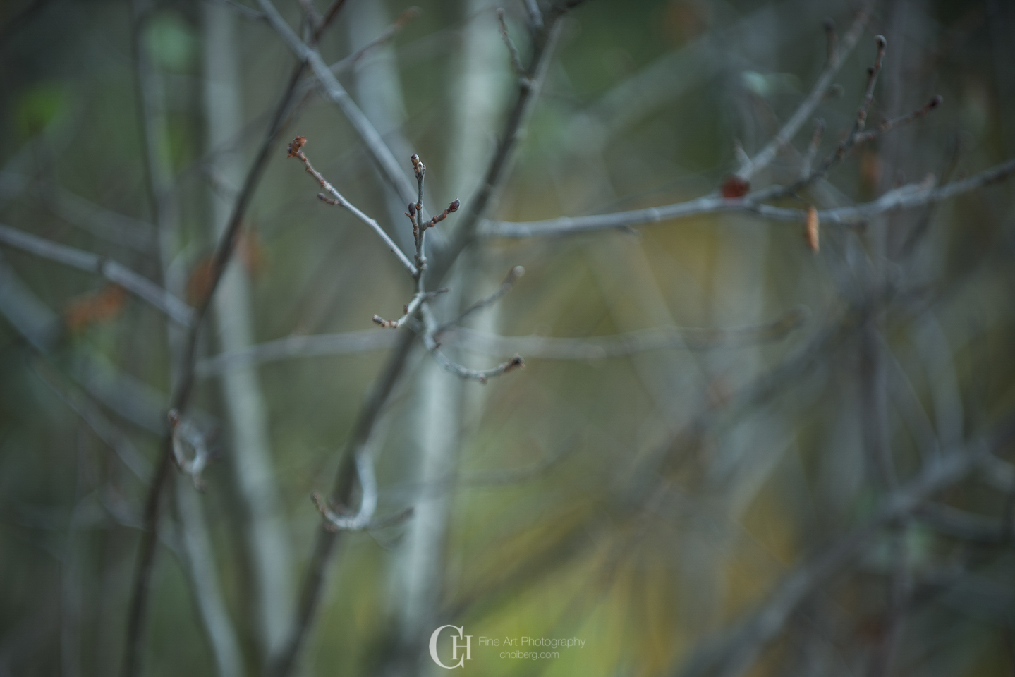 macro-fall-oksne.jpg