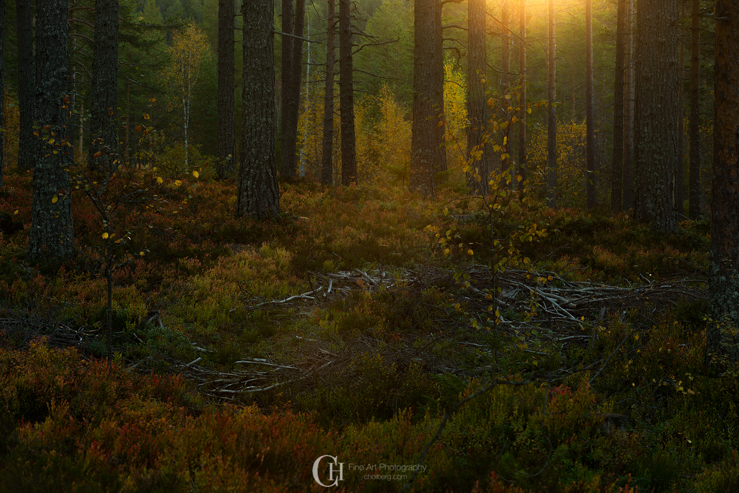 deep-woods-sunrise-oksne-fall.jpg
