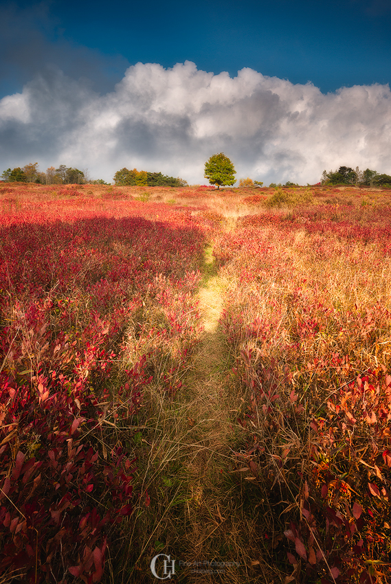 ShenandoahTreeBigMeadow.jpg