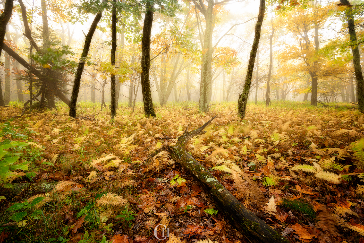 ShenandoahMistFall.jpg