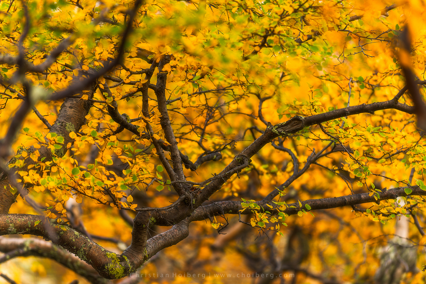 Autumn-tree-leaves.jpg