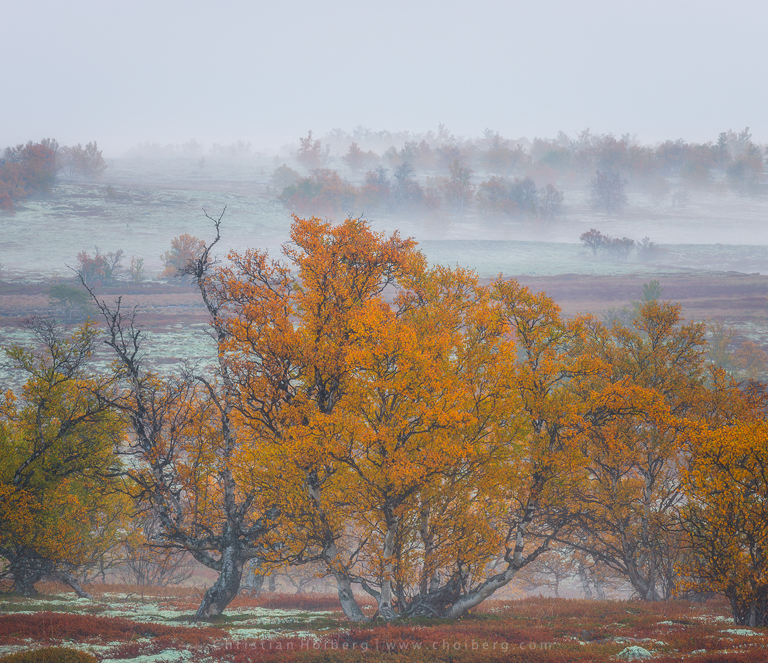 autumn-trees-fog.jpg