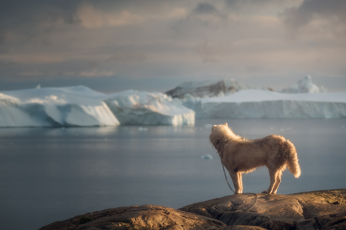 Greenlandic Husky