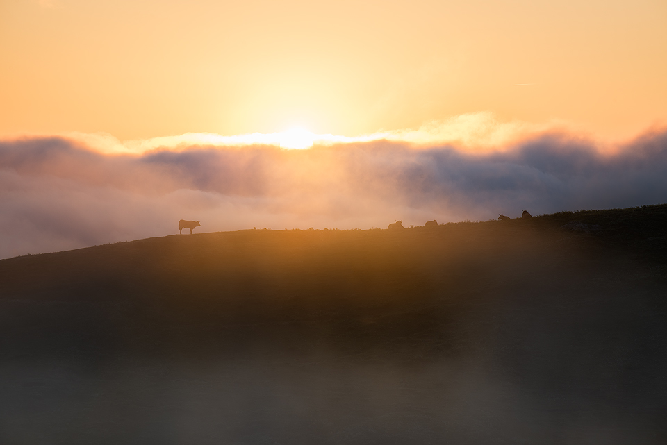 Picos-de-Europa-Cow-Sunrise.jpg