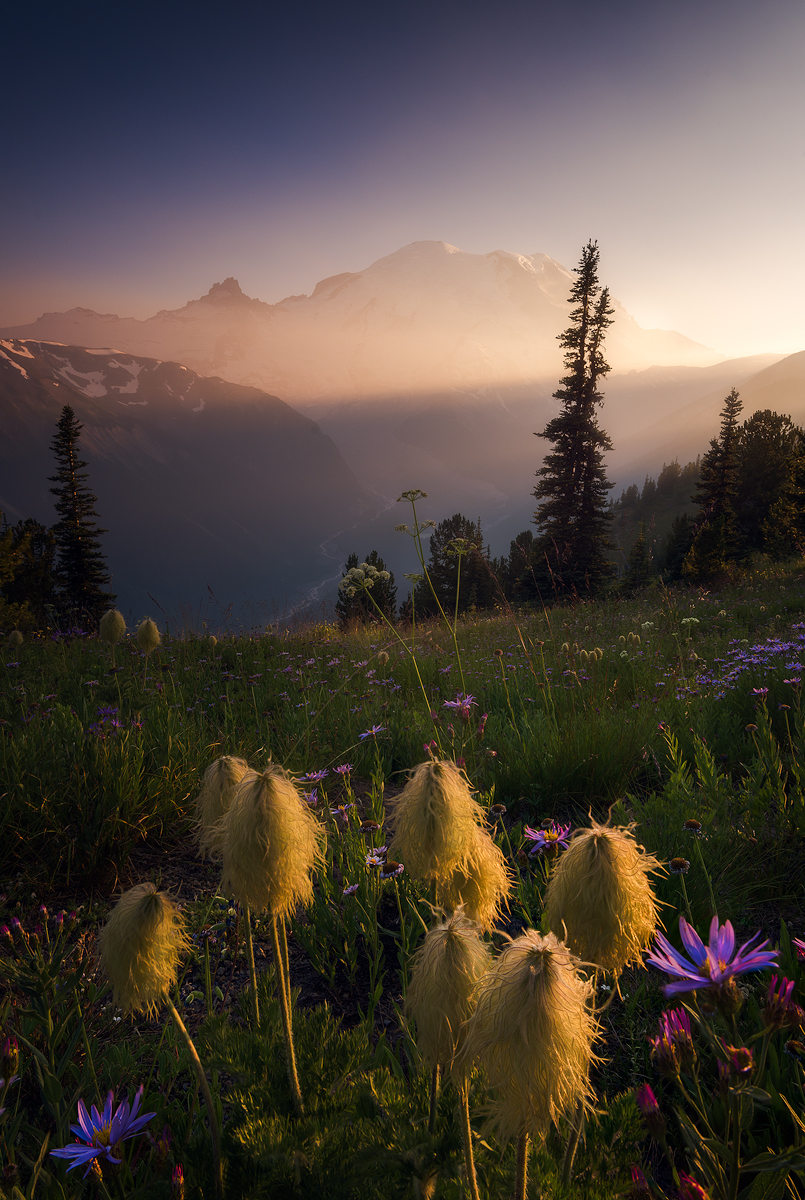 MtRainier-Wildflowers-Temp.jpg