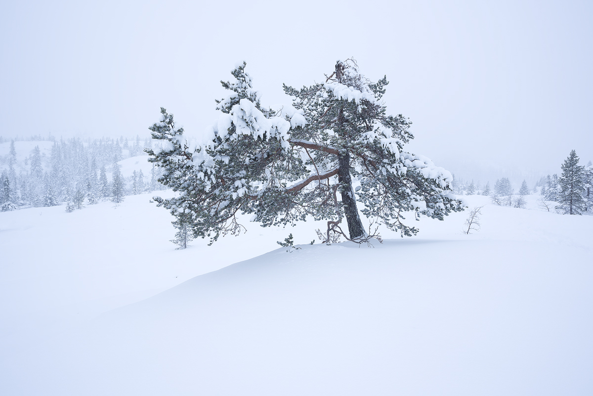 Knuten-Winter.jpg