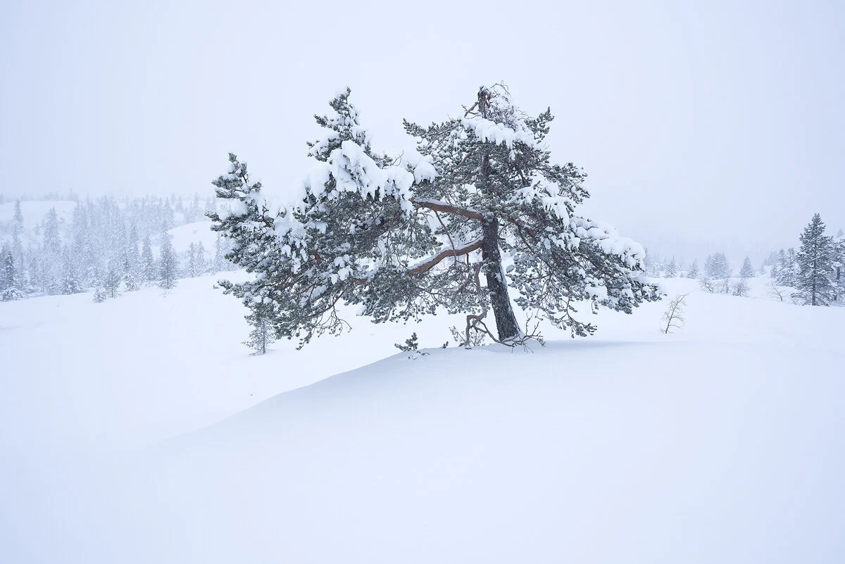 Knuten-Winter.jpg