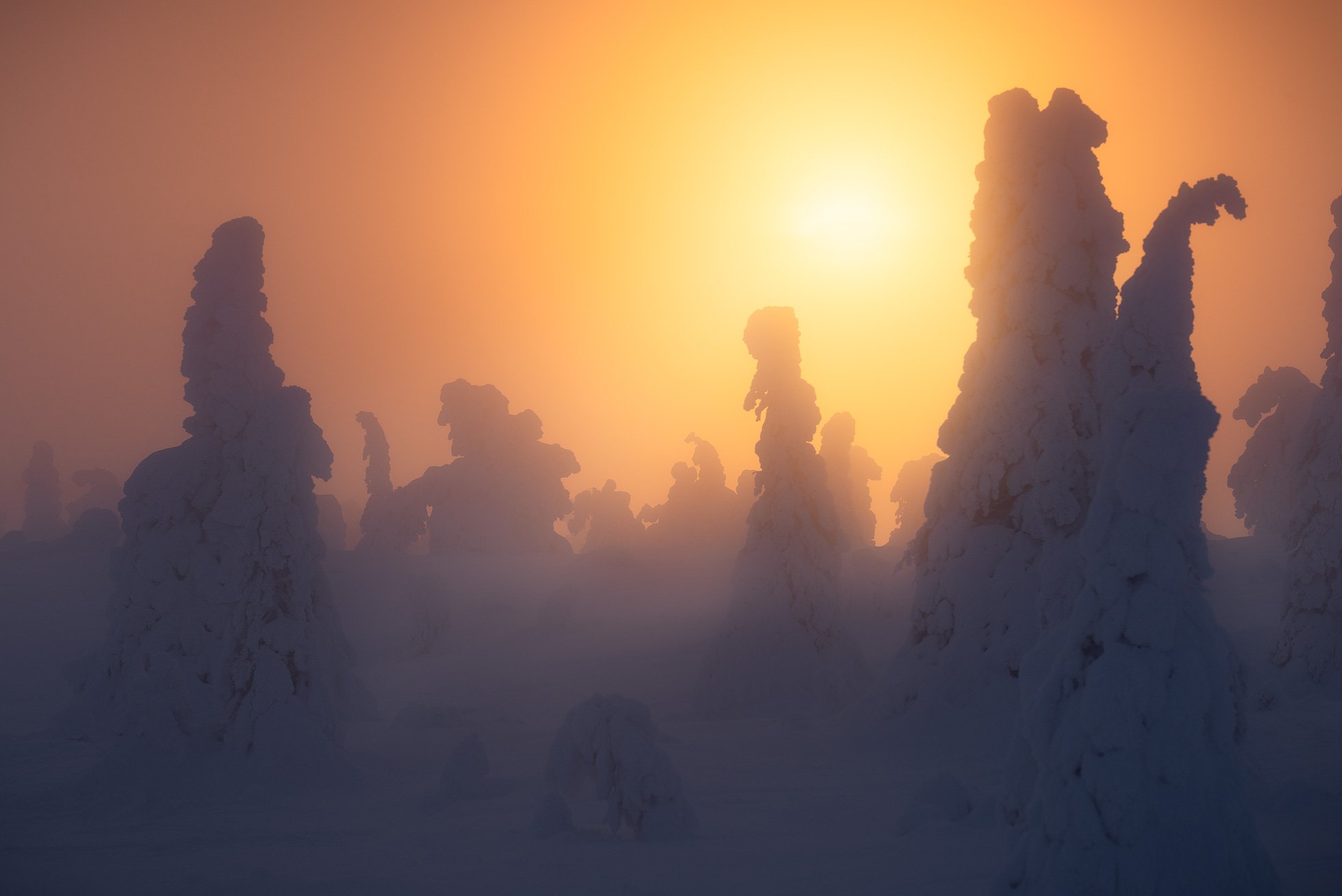 Finland-Trees-Sunset.jpg