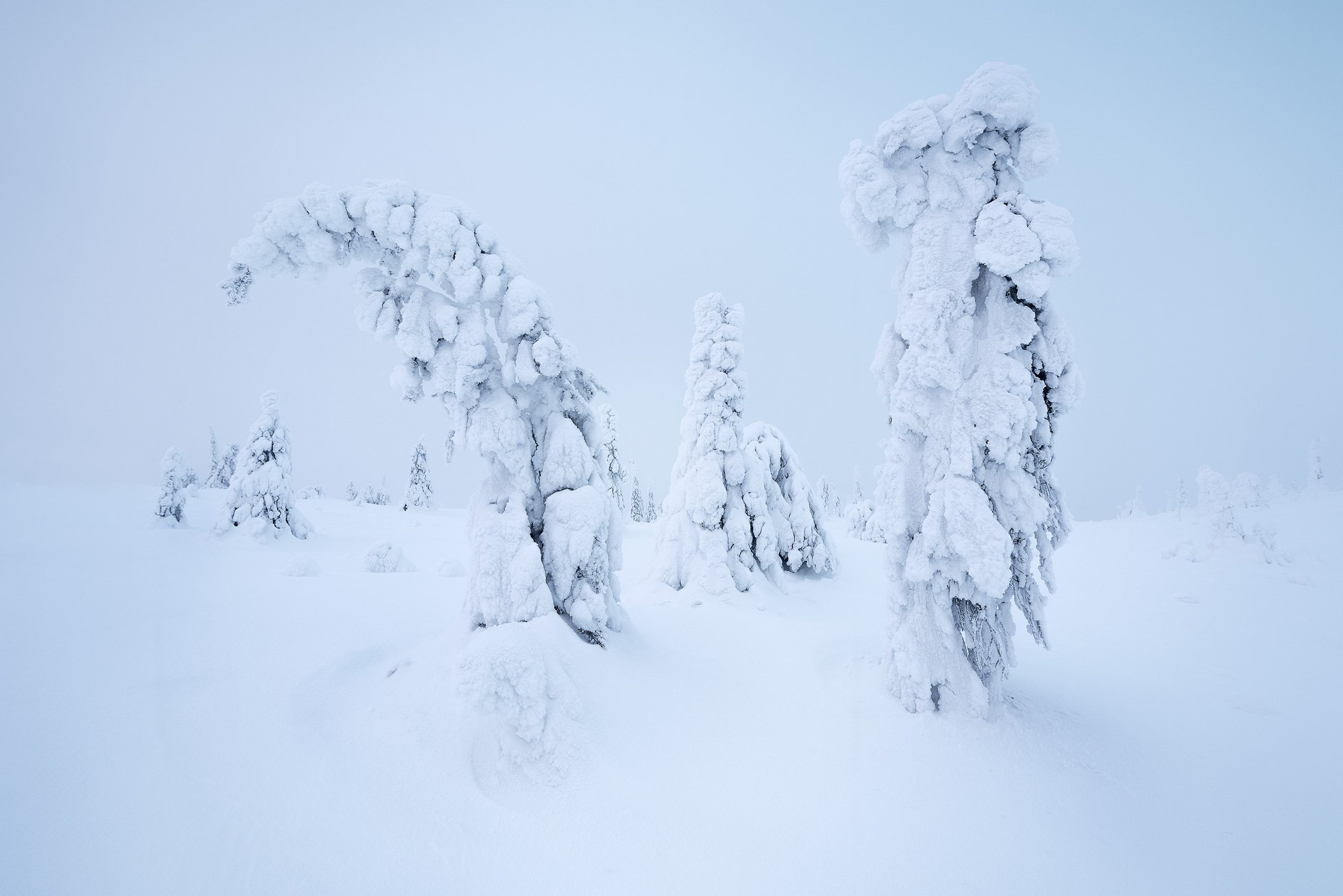 Finland-Trees-Whiteout.jpg