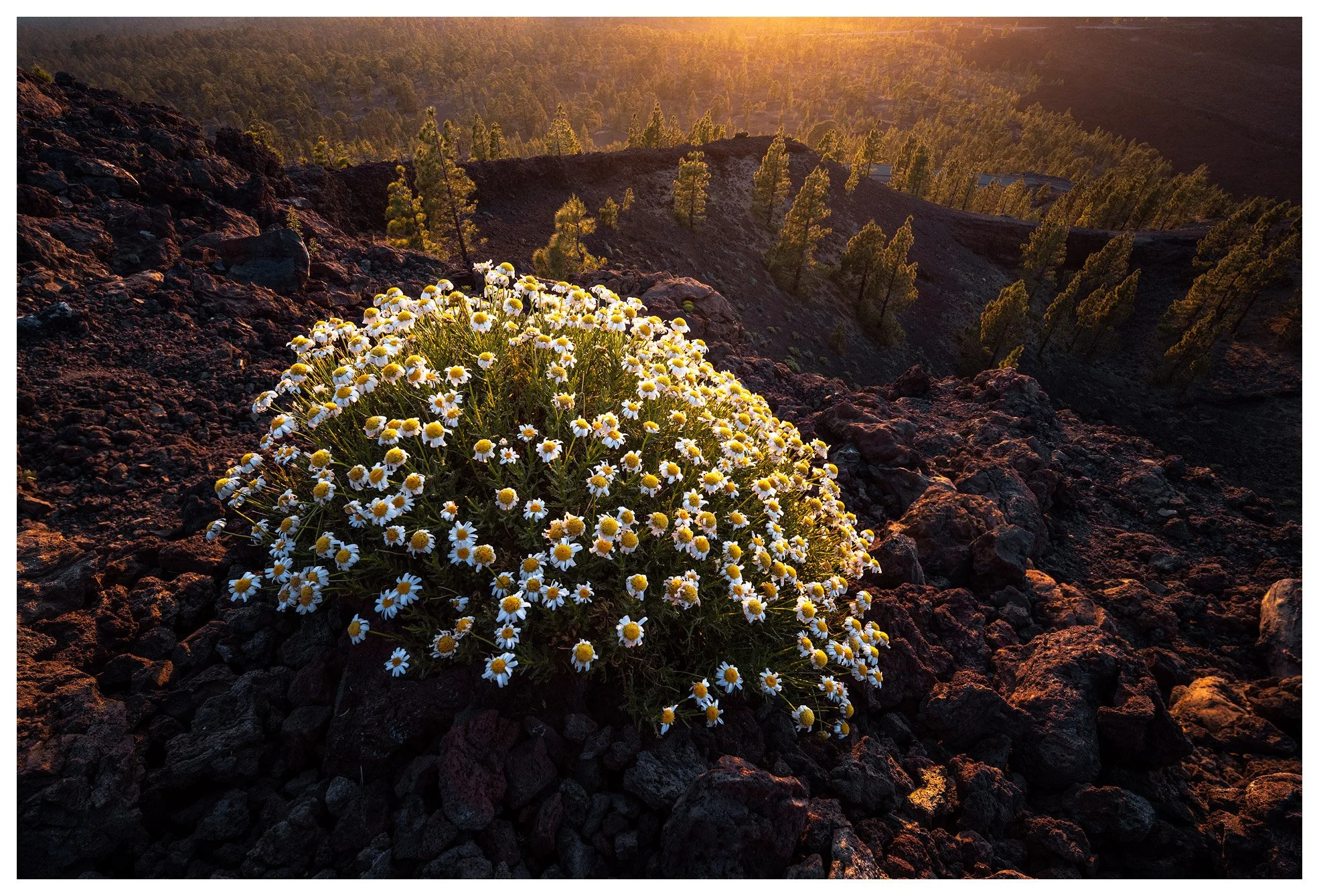 Tenerife-Photography-5.jpg