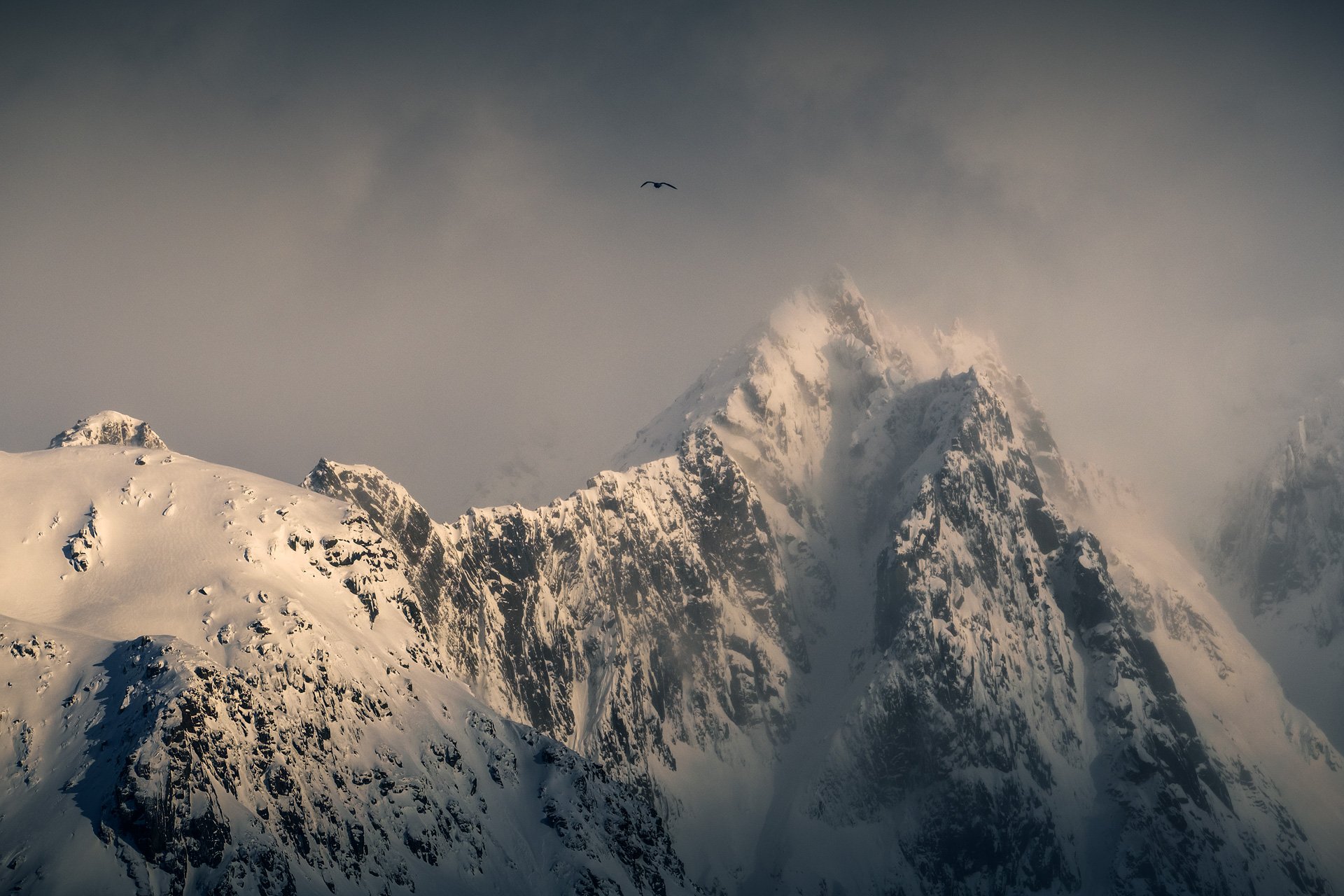 Lofoten-Bird-Sunset-03-2019-2.jpg