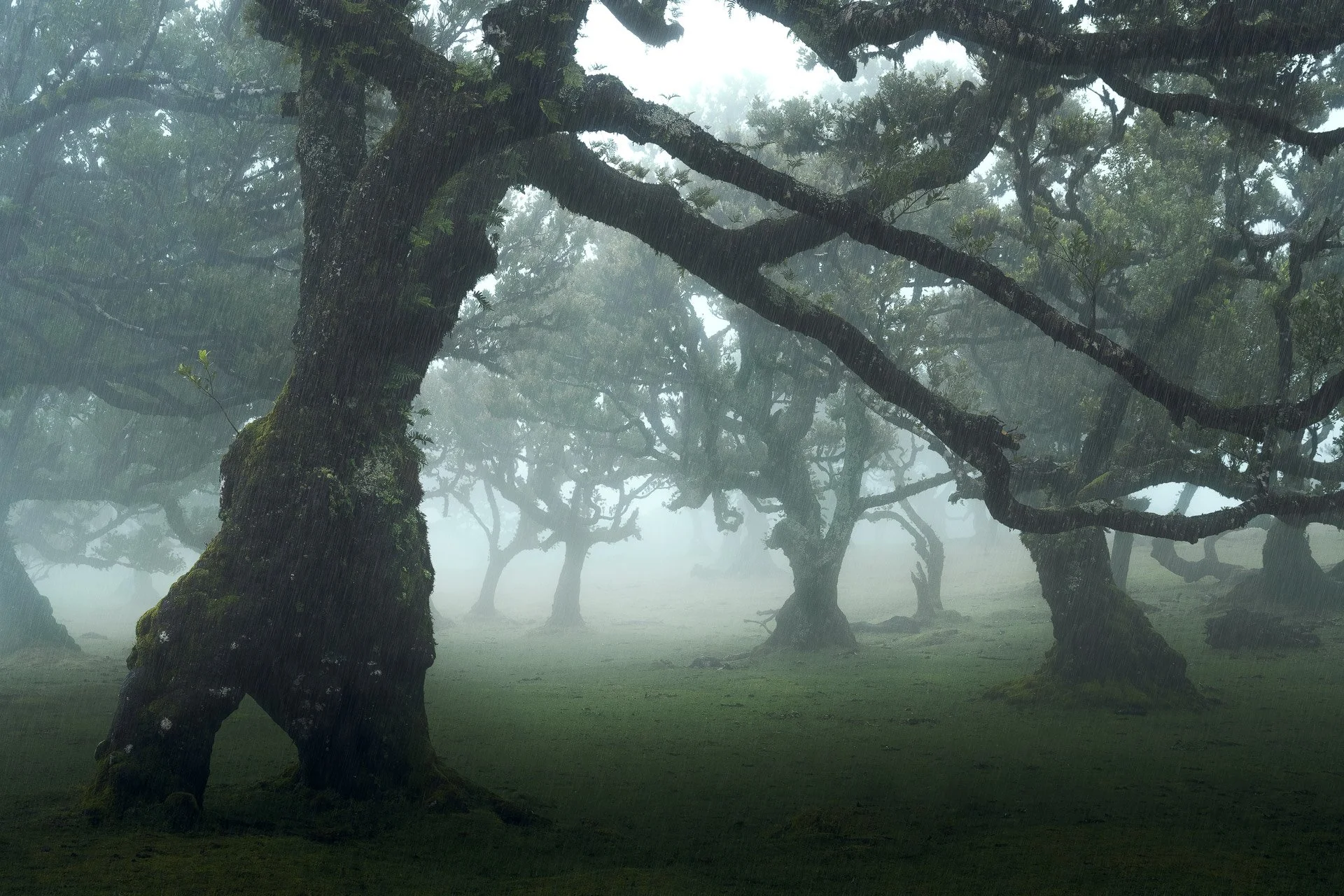 Madeira-Fanal-12-21-2.jpg