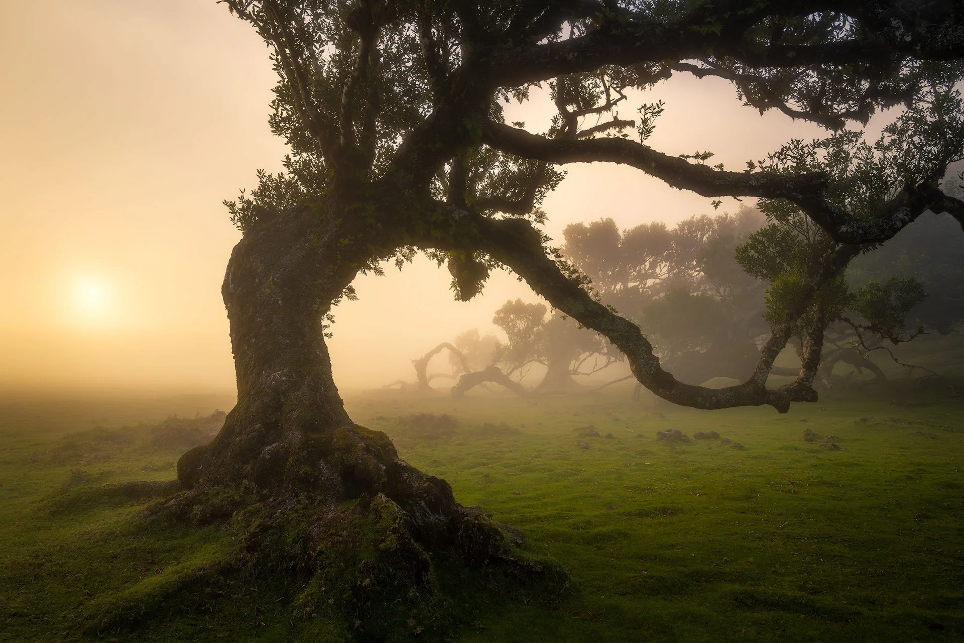 Madeira-Fanal-Sunset-11-24-3-II.jpg