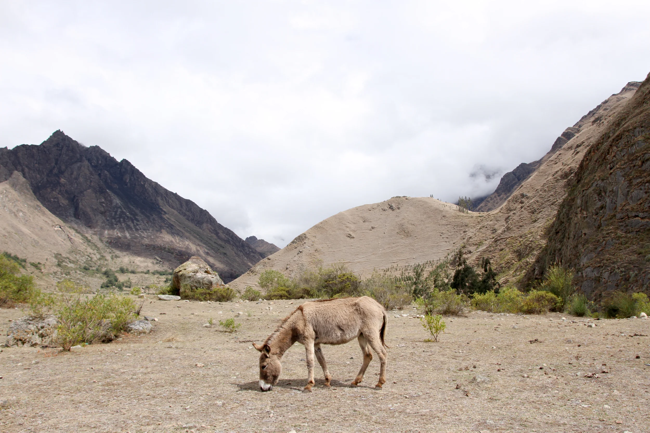 Donkey - Inca Trail - Peru (2012)