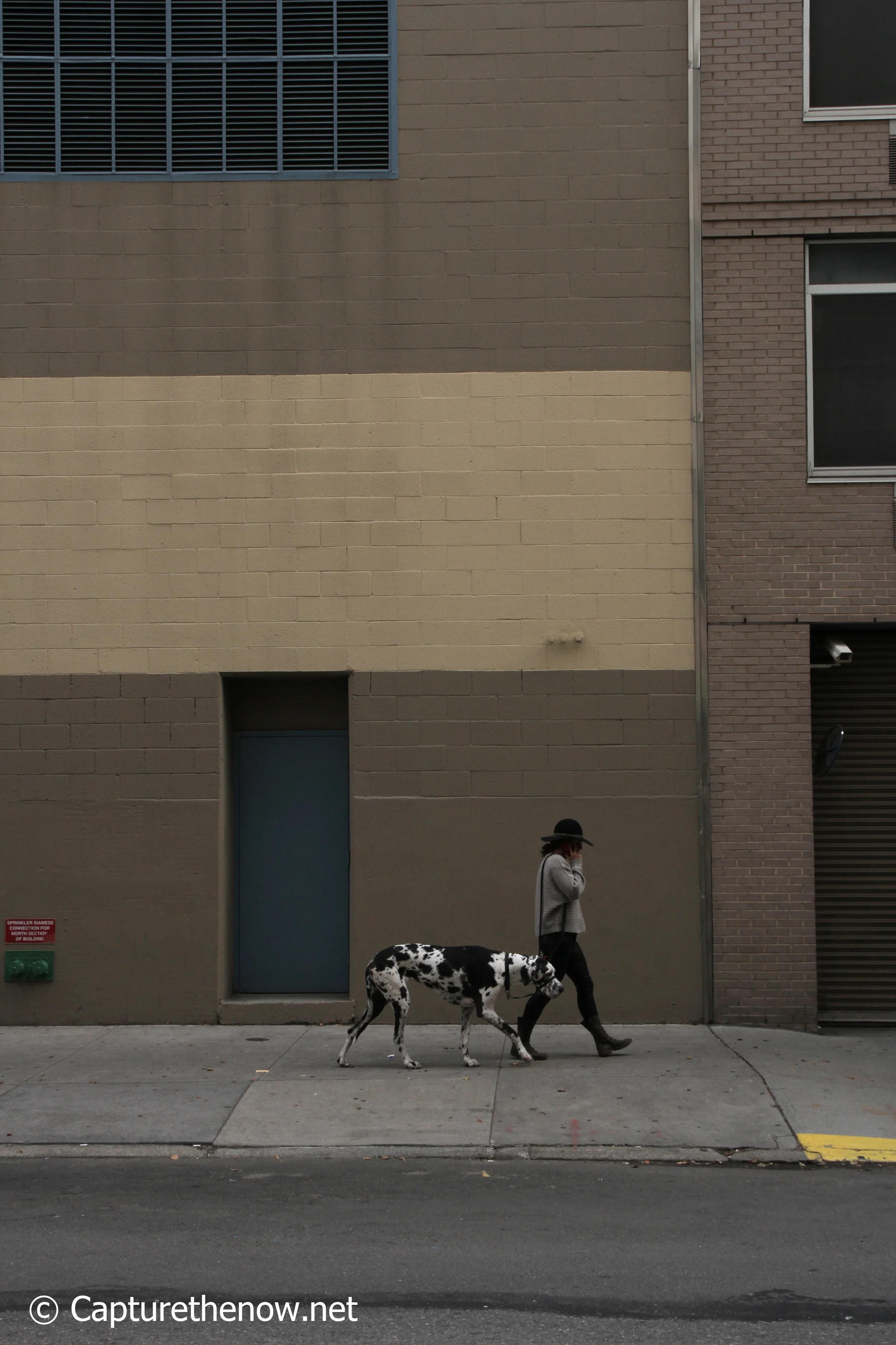 Dalmatian - New York (2014)