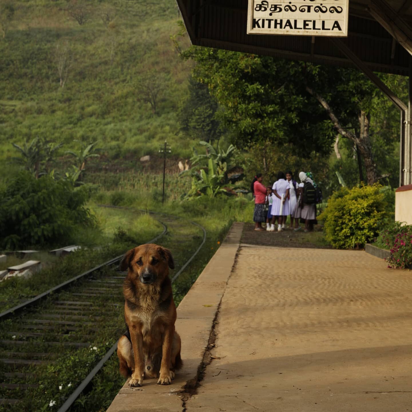 📷 Doge, where's my boss? 
🌏 Kithalella, Sri Lanka

#lptreinreizen #guardiantravelsnaps  #lpopavontuur #reportagespotlight #srilanka #trainstation #srilankatravel #srilankadaily #asianwanderlust #discoverasia #noicemag  #eindevandewereld #lpfanphoto