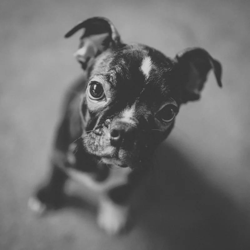 2012-02-15 kingsleypuppy-3.jpg