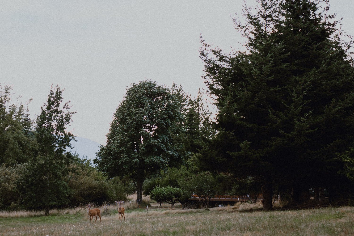 lummi-island-wedding-photography_0089.jpg