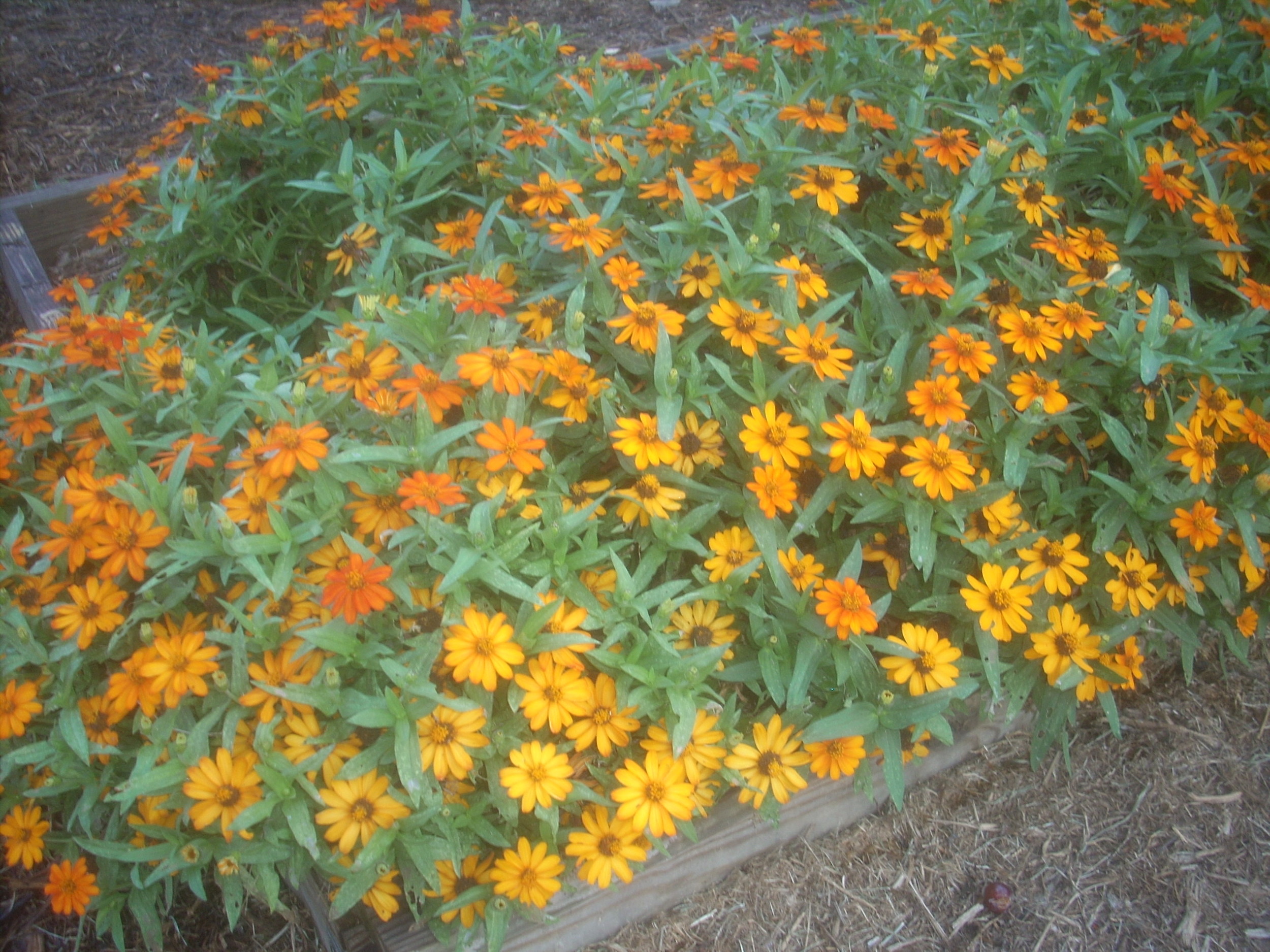 DSCN9338.JPG
