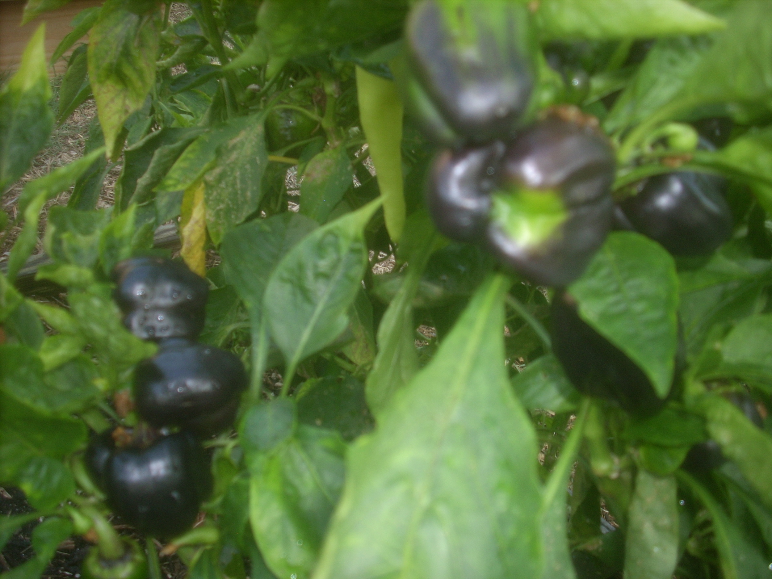 DSCN9345.JPG