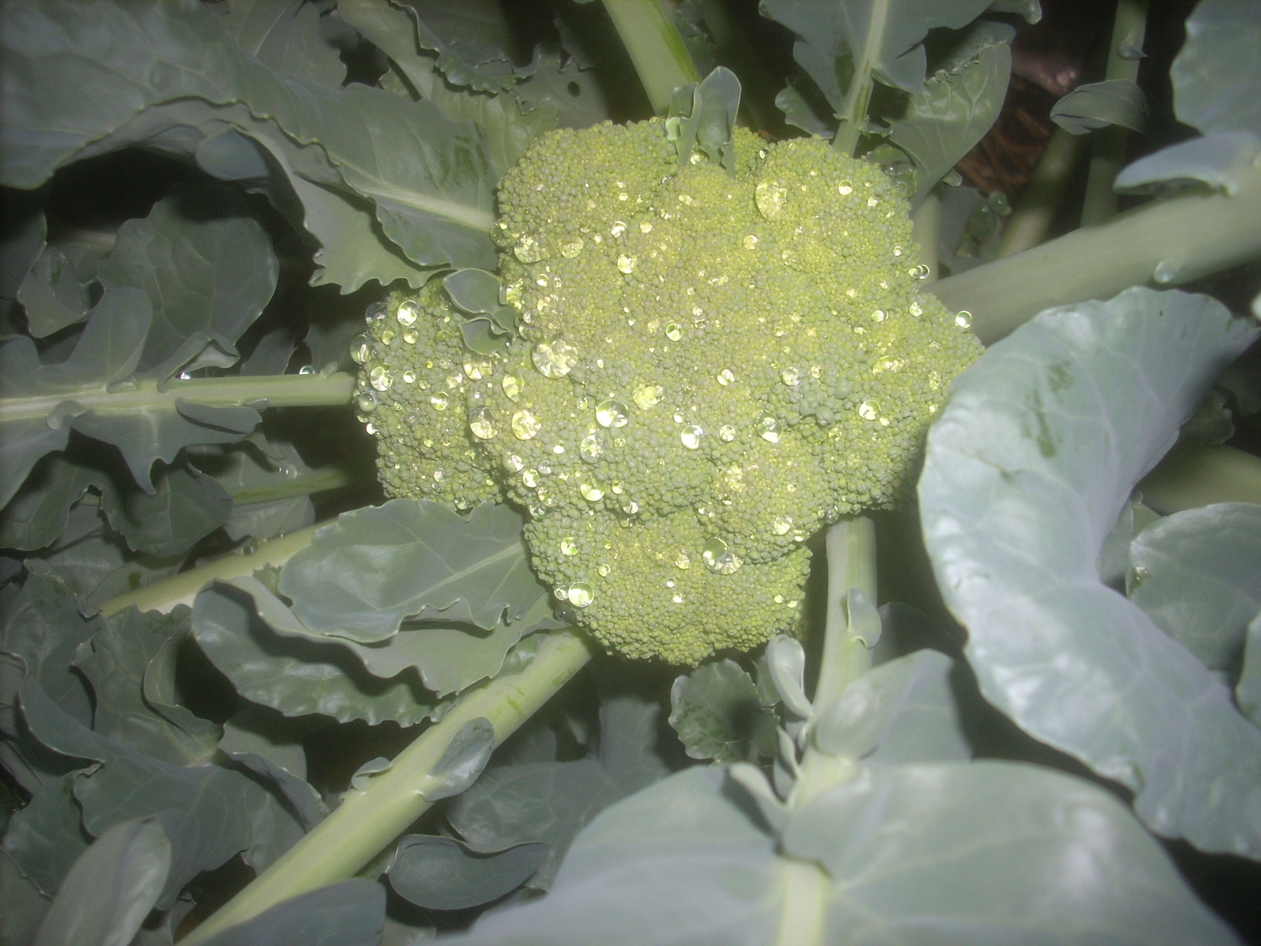 DSCN9343.JPG