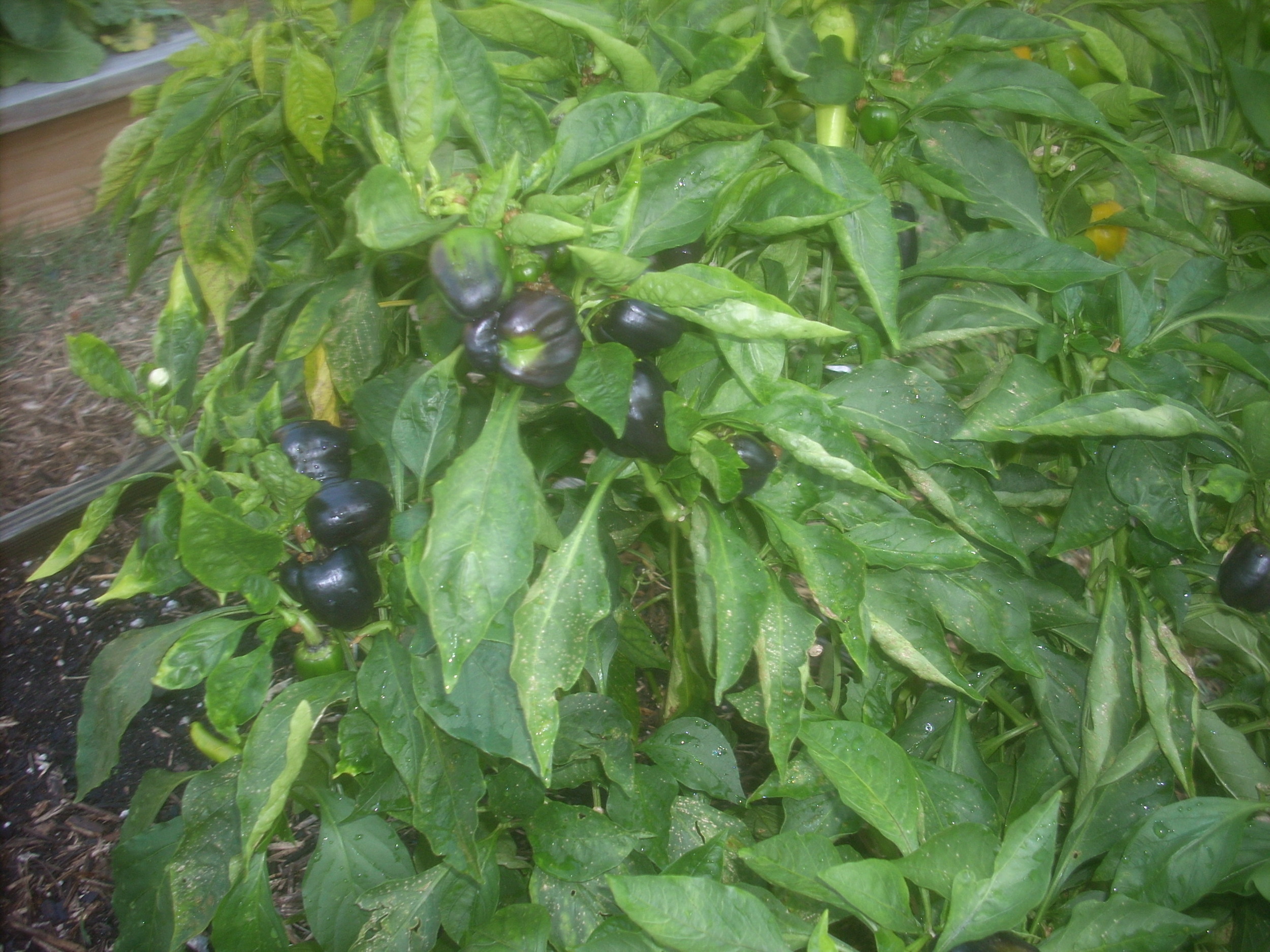 DSCN9339.JPG