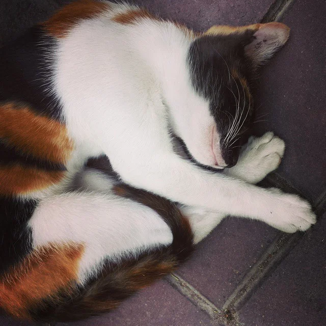  A kitten sleeps on the warm pavement of Parque Kennedy in Lima, Peru. 