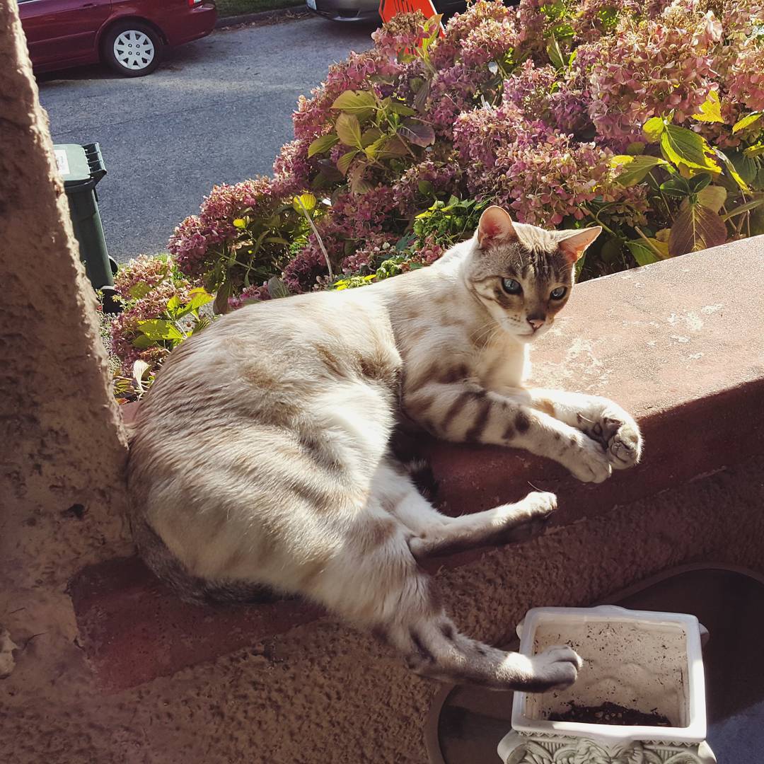  Mojo of Seattle, WA visits his neighbors. 