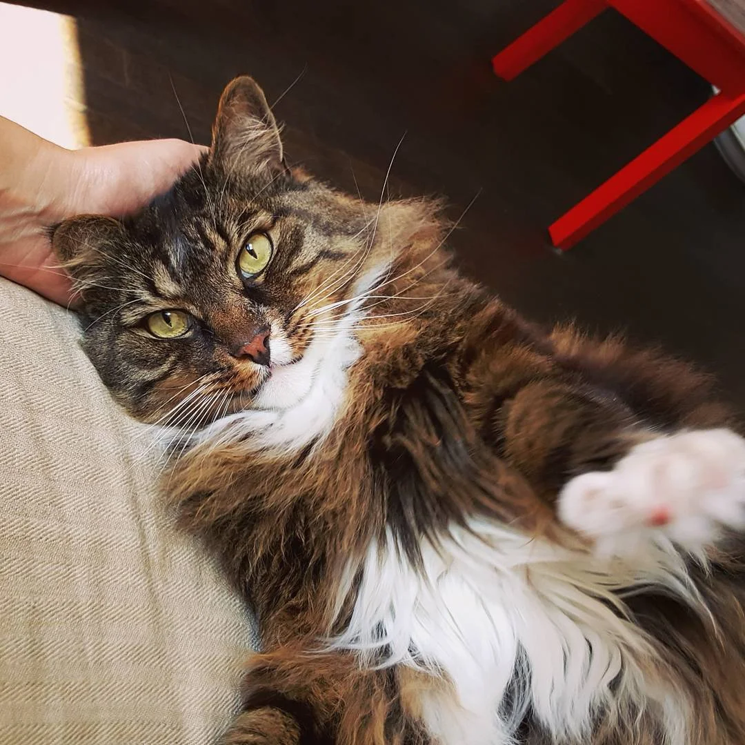  Raoul stretches on a lazy afternoon in Seattle, WA. 
